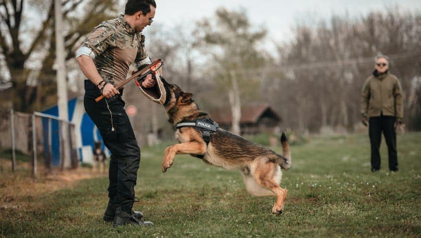police dog chasing a person