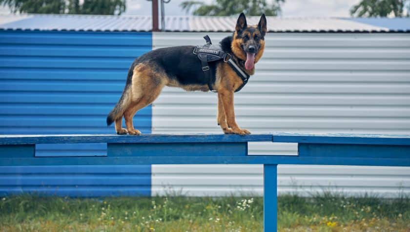 police dog in training